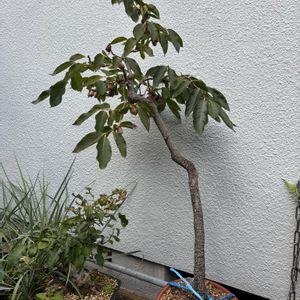 柿の木,盆栽,鉢植え,ミニ盆栽,山野草の画像