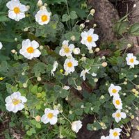 シュウメイギクの画像