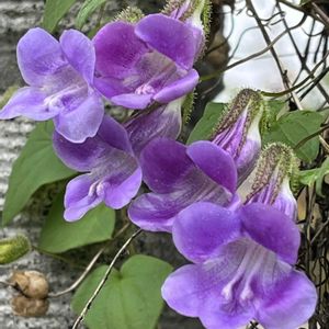 アサリナ,地植え,ネコ好き,つる性植物,花のある暮らしの画像