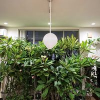 プルメリア,実生,オザキフラワーパーク,挿し木,種からの画像