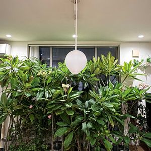 プルメリア,実生,オザキフラワーパーク,挿し木,種からの画像