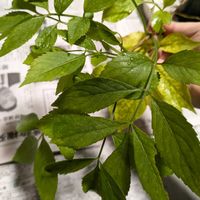 エルダーフラワーの画像