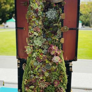 多肉植物,ハンギングバスケット,ガーデニングショーの画像