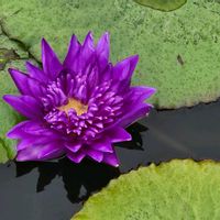 ハス,花のある暮らし,チーム福岡,お出かけ先の画像