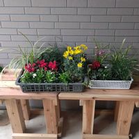 ナデシコ,ユリオプスデージー,ガーデンシクラメン,サザンクロスの画像