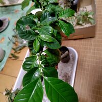 コーヒーの木,ダイソー,リビング・ダイニングの画像