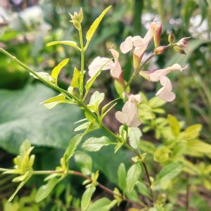 サルビア,サルビア,ロサ エグランテリア,アガスターシェ,ゴンフォスティグマの画像