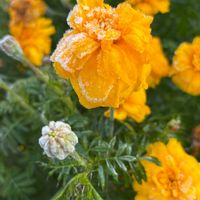 ツルムラサキ,マリーゴールド,ローズマリー,アラゲハンゴンソウ,薔薇の蕾の画像