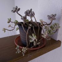 多肉植物,グラプトペタルム,iPhone撮影,階段/廊下の画像