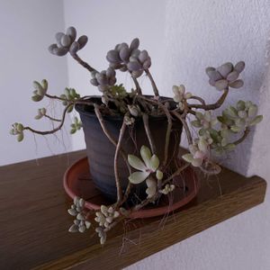 多肉植物,グラプトペタルム,iPhone撮影,階段/廊下の画像