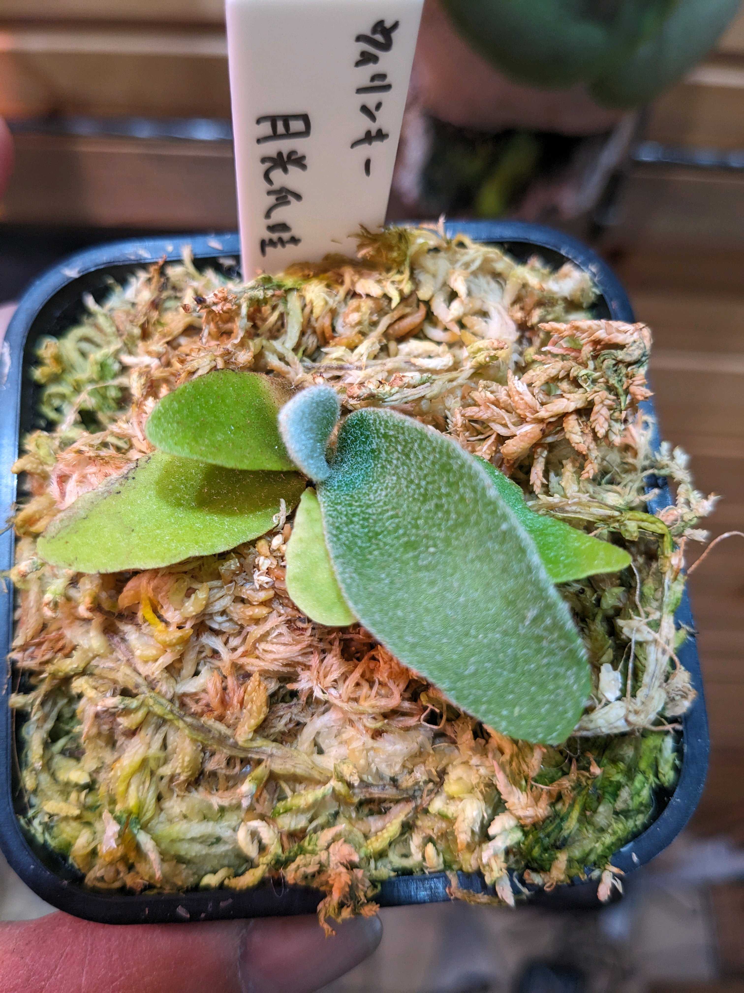 ディスキディア メジャー (マジョール） ディスキディア マジョールDischidia majorのなんちゃってヘゴ