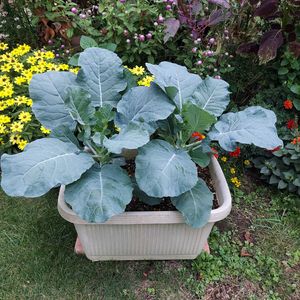 ブロッコリー,ブロッコリー,ブロッコリー よくばり,モニター,プランター栽培の画像