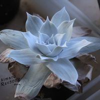 ダドレア,タニラー,ダドレア属,その他部屋の画像