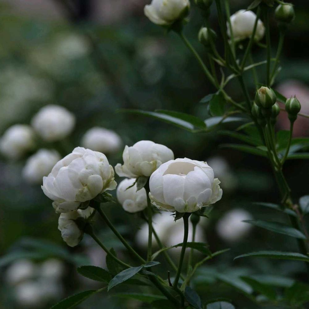 serendipityrumiさんの港の見える丘公園への投稿