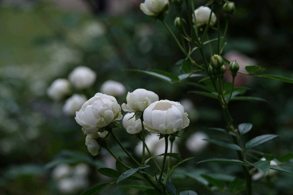 serendipityrumiさんの港の見える丘公園への投稿