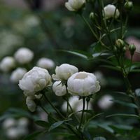 クレマチス,バラ,バラ？,ヤナギハナガサ,アスター？の画像