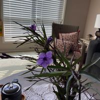 ヤナギバルイラソウの画像