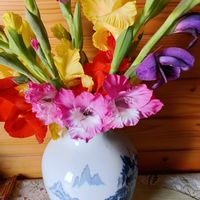 グラジオラスの画像