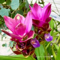 クルクマ,花のある暮らし,お散歩写真,お花が好き♡,綺麗なお花の画像