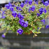 クラスペディア,トレニア,ルピナス,ルリタマアザミ,ビオラの画像