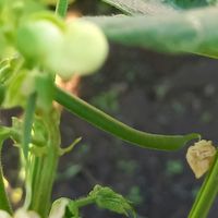 インゲン,畑の画像