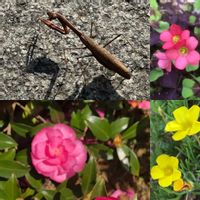 サザンカ,オキザリス・デッペイ,カマキリさん,ゴールドアイランド,キュンキュン乙女倶楽部の画像