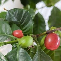 コーヒーの木,コーヒーの実,うちに来て10年,リビング・ダイニングの画像