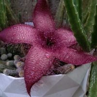 スタペリア,スタペリア・ギガンティア,スタペリア(ががいもの多肉植物)の画像