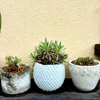 亀甲竜,アルブカ,アルブカ スピラリス フリズルシズル,オトンナ レトロルサ,アルブカ コンコルディアナの画像