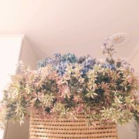 アジサイ,ガクアジサイ,ドライフラワー,北海道,秋の画像