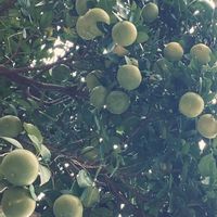 グレープフルーツの画像