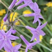 ツルバキア,ツルバキア,ツルバキア,iphone11の画像