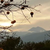 カキ,ワサビ,今日のお花,松本城,大王わさび農園の画像