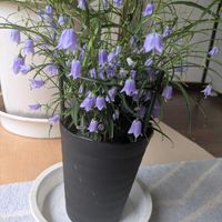 イワシャジン,タンポポ ピンク,チーム愛知,Juneの会,2020年6月同期No.013の画像