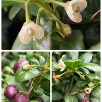 オリズルラン,サボテン,白檀,短毛丸,小松菜の画像