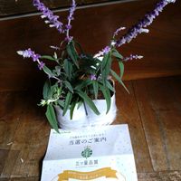 セージ,メキシカンブッシュセージ,メキシカンブッシュセージ,メキシカンブッシュセージ,ベゴニアテヌートの画像