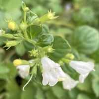 サルビア,お出かけ先にての画像