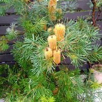 バンクシア,ヘアピンバンクシア,オージープランツ,雨の日,My Favoritesの画像