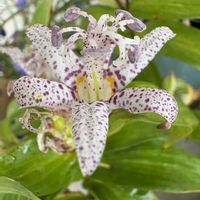 キュウリ,ホトトギス,サツマホトトギス散斑縞,ベランダの画像