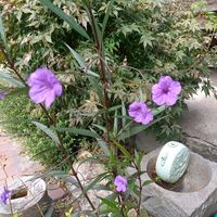 ヤナギバルイラソウの画像