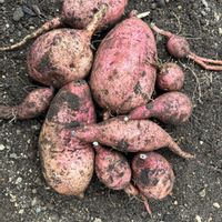 シュウメイギク,リトルジェム,アスパラガス,枝豆,安納芋の画像