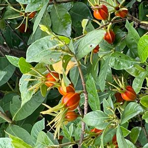 クチナシの画像