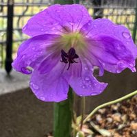 ゲラニウム,フウロソウ,ゲラニウム  ジョリービー,ゲラニウム  ジョリービー,宿根・多年草の画像