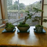 ミニ盆栽,部屋,窓辺,デスク,和室の画像