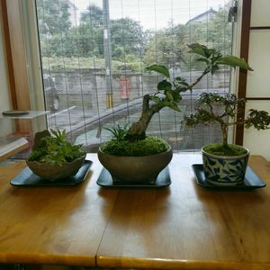 ミニ盆栽,部屋,窓辺,デスク,和室の画像