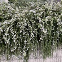 ローズマリー,ホーリーバジル,ハーブ,花のある暮らし,シソ科の画像
