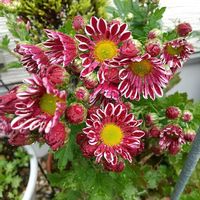 マーガレット,ムラサキシキブ,カルーナ,花壇,肥料の画像