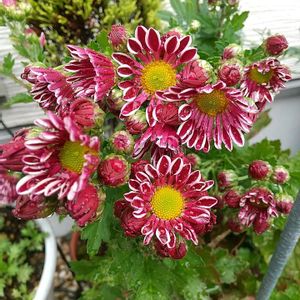 マーガレット,ムラサキシキブ,カルーナ,花壇,肥料の画像