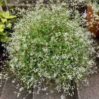 ユーフォルビア・ダイヤモンドフロスト,ユーフォルビア ダイヤモンドスノー,ユーフォルビア ピンクフロスト,ユーフォルビア,ガーデニングの画像