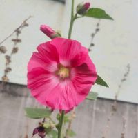 タチアオイの画像